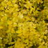 Ligustrum ovalifolium Lemon and Lime 