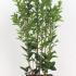 Ligustrum Ovalifolium 20-30 cm buy online UK.