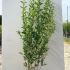 Ligustrum Ovalifolium 80-100 cm buy online UK.