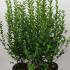 Ligustrum Ovalifolium 1.25-1.5 m buy online UK.