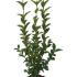 Ligustrum Ovalifolium 40-60 cm buy online UK.