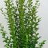 Ligustrum Ovalifolium 1-1.25 m buy online UK.