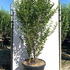 ligov 1.5-1.75 m buy online UK.
