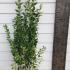 Ligustrum Ovalifolium 1.5-1.75 m buy online UK.