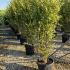 Ligustrum Ovalifolium Aureum 1.5-1.75 m buy online UK.