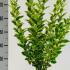 Ligustrum Ovalifolium Aureum 60-80 cm buy online UK.