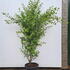 ligovalaur 1.75-2 m buy online UK.