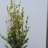 Ligustrum Ovalifolium Aureum 1.25-1.5 m buy online UK.
