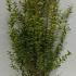 Ligustrum Ovalifolium Aureum 1-1.25 m buy online UK.