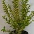 Ligustrum Ovalifolium Aureum 40-60 cm buy online UK.
