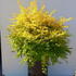 loll 80-100 cm buy online UK.