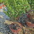 ligov 80-100 cm buy online UK.