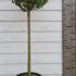 Ligustrum Ovalifolium Standard Topiary Oval Leaved Privet Tree 1.3-1.4 m buy online UK.