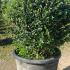 Ligustrum Topiary Balls 30-40 cm buy online UK.