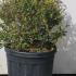 Ligustrum Topiary Balls 40-50 cm buy online UK.