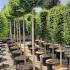 Ligustrum Topiary Half Standard Trees 2.2-2.4 m buy online UK.