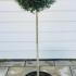 Ligustrum Topiary Half Standard Trees 1.1-1.25 m buy online UK.