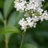 Ideal for Hedging, Ligustrum Vulgare, Wild Privet or Common Privet produces small, white flowers in spring