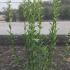 Ligustrum Vulgare Atrovirens Privet Atrovirens 1-1.25 m buy online UK.