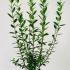 Ligustrum Vulgare Atrovirens Privet Atrovirens 60-80 cm buy online UK.