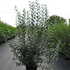 lvav 1.25-1.5 m buy online UK.