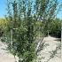 Ligustrum Vulgare Common Privet 1.5-1.75 m buy online UK.