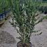 Ligustrum Vulgare Common Privet 1.25-1.5 m buy online UK.