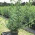 Ligustrum Vulgare Common Privet 80-100 cm buy online UK.