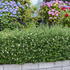 Common Privet Lodense Ligustrum Vulgare Lodense European Privet
