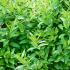 Common Privet Lodense Ligustrum Vulgare Lodense European Privet