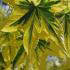 Liquidambar Styraciflua Golden Treasure, a variegated Sweetgum tree - good specimens to buy online with UK delivery