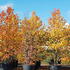 American Sweetgum Tree or Liquidamber Styraciflua. Specimen trees available to buy online. UK deliveries.