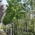 Liquidambar Styraciflua American Sweetgum 3-3.2 m buy online UK.