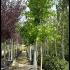 Liquidambar Styraciflua American Sweetgum 3-3.5 m buy online UK.