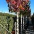 Liquidambar Styraciflua American Sweetgum 2.5-3 m buy online UK.