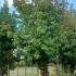 Liquidambar Styraciflua American Sweetgum 4-5 m buy online UK.