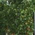 Liquidambar Styraciflua American Sweetgum 1.8 m buy online UK.