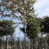 Liquidambar Styraciflua Golden Treasure 3.5-4 m buy online UK.