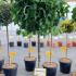 Liquidambar Styraciflua Gum Ball 1.2-1.4 m buy online UK.