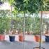 Liquidambar Styraciflua Gum Ball 2 m buy online UK.