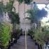 Liquidambar Styraciflua Gum Ball 2.3 m buy online UK.