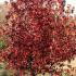 Liquidambar Styraciflua Palo Alto Sweet Gum, very striking autumn colour