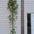 Liquidambar Styraciflua Silver King Sweet Gum 3-3.5 m buy online UK.