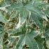 Liquidambar Styraciflua Silver King Sweet Gum, variegated leaves attractively margined creamy-white