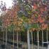 lw 3-3.5 m buy online UK.