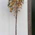 Liquidambar Styraciflua Worplesdon 3-3.55 m buy online UK.