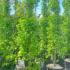 Liquidamber Styraciflua Slender Silhouette 2.5-3 m buy online UK.