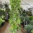 Liquidamber Styraciflua Slender Silhouette 1.5-1.75 m buy online UK.