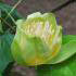 Liriodendron Tulipifera, tulip tree, flowering. For sale at our London plant centre, UK