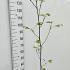 Liriodendron Tulipifera Tulip Tree 1-1.25 m buy online UK.
